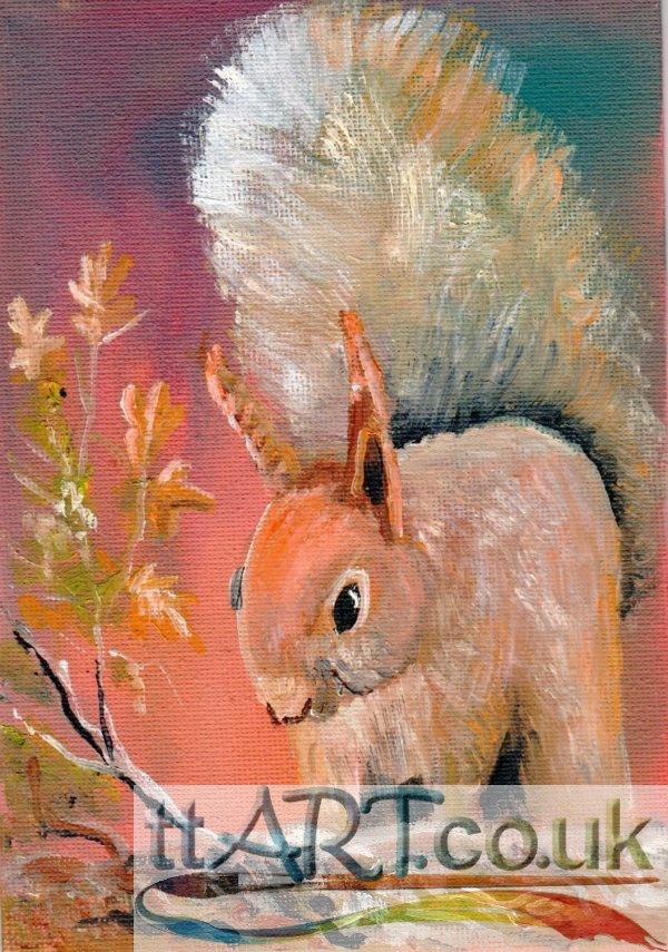 Red Squirrel